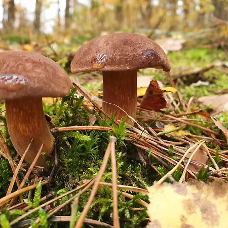Lemo - Nad Samym Jeziorem, Nowe W Pelni Wyposazone Z Miejscem Parkingowym * Borsk