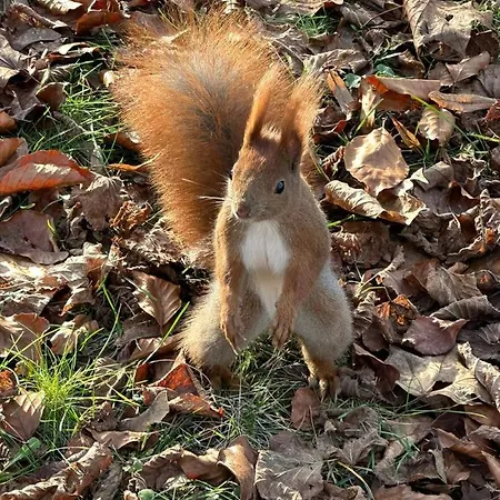 Lemo - Nad Samym Jeziorem, Nowe W Pelni Wyposazone Z Miejscem Parkingowym Hébergement de vacances Borsk