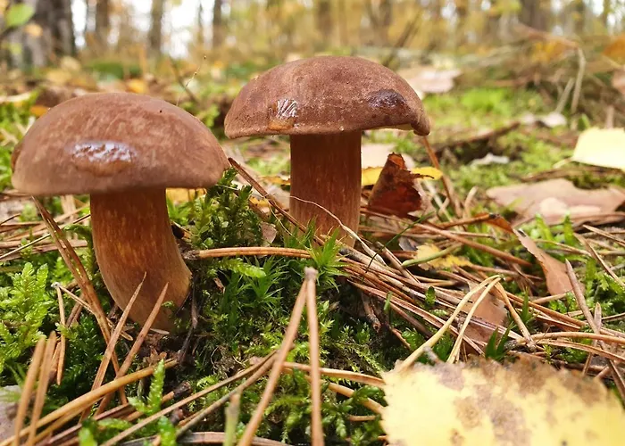 Lemo - Nad Samym Jeziorem, Nowe W Pelni Wyposazone Z Miejscem Parkingowym * בורסק